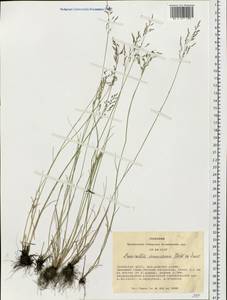 Puccinellia tenuissima (Litv. ex V.I.Krecz.) Pavlov, Siberia, Altai & Sayany Mountains (S2) (Russia)