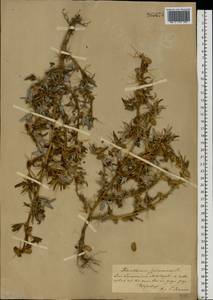Xanthium spinosum L., Eastern Europe, South Ukrainian region (E12) (Ukraine)