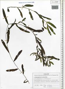 Potamogeton × nitens Weber, Eastern Europe, Northern region (E1) (Russia)