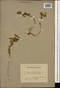 Polygonum cognatum subsp. cognatum, Caucasus, Armenia (K5) (Armenia)