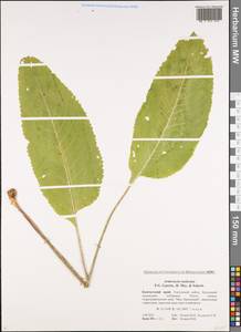 Armoracia rusticana P. Gaertn., B. Mey. & Scherb., Siberia, Chukotka & Kamchatka (S7) (Russia)