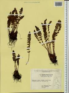 Woodsia ilvensis (L.) R. Br., Siberia, Russian Far East (S6) (Russia)