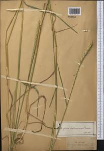 Campeiostachys dahurica (Turcz. ex Griseb.) B.R.Baum, J.L.Yang & C.Yen, Middle Asia, Muyunkumy, Balkhash & Betpak-Dala (M9) (Kazakhstan)