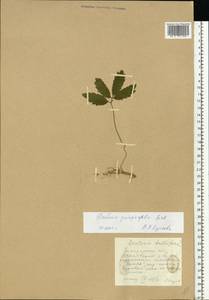 Cardamine quinquefolia (M.Bieb.) Schmalh., Eastern Europe, West Ukrainian region (E13) (Ukraine)