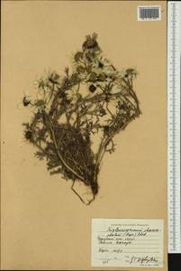 Tripleurospermum hookeri Sch. Bip., Siberia, Chukotka & Kamchatka (S7) (Russia)
