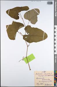 Aristolochia clematitis L., Eastern Europe, Central region (E4) (Russia)