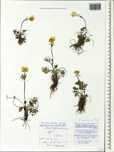 Ranunculus raddeanus Regel, Caucasus, Stavropol Krai, Karachay-Cherkessia & Kabardino-Balkaria (K1b) (Russia)