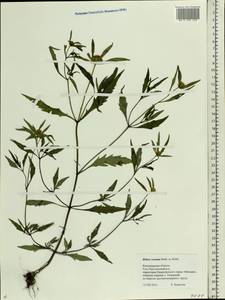 Bidens connata Muhl. ex Willd., Eastern Europe, Central region (E4) (Russia)