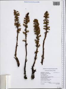 Orobanche hederae Duby, Western Europe (EUR) (Germany)