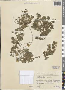 Potentilla acaulis L., South Asia, South Asia (Asia outside ex-Soviet states and Mongolia) (ASIA) (China)