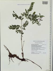 Hedysarum alpinum L., Eastern Europe, Northern region (E1) (Russia)