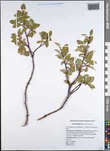 Salix dshugdshurica A. Skvortr., Siberia, Yakutia (S5) (Russia)
