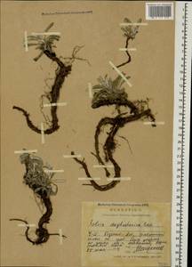 Salvia canescens var. daghestanica (Sosn.) Menitsky, Caucasus, North Ossetia, Ingushetia & Chechnya (K1c) (Russia)