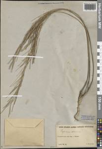 Erysimum altaicum C.A.Mey., Middle Asia, Muyunkumy, Balkhash & Betpak-Dala (M9) (Kazakhstan)