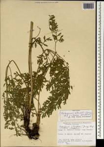 Katapsuxis silaifolia (Jacq.) Reduron, Charpin & Pimenov, South Asia, South Asia (Asia outside ex-Soviet states and Mongolia) (ASIA) (Turkey)