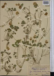 Trifolium repens L., Middle Asia, Western Tian Shan & Karatau (M3) (Kazakhstan)