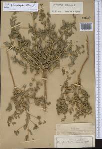 Atriplex sphaeromorpha Iljin, Middle Asia, Muyunkumy, Balkhash & Betpak-Dala (M9) (Kazakhstan)