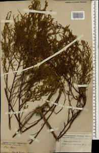 Artemisia scoparia Waldst. & Kit., Caucasus, Azerbaijan (K6) (Azerbaijan)