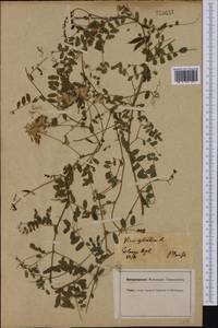 Vicia sylvatica L., Western Europe (EUR) (Germany)