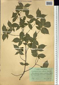 Euonymus verrucosus Scop., Siberia, Russian Far East (S6) (Russia)