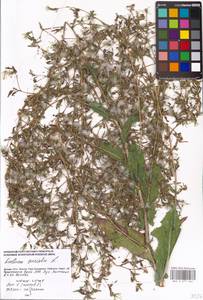 Lactuca serriola L., Eastern Europe, Moscow region (E4a) (Russia)