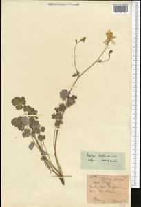 Aquilegia lactiflora Kar. & Kir., Middle Asia, Western Tian Shan & Karatau (M3) (Kyrgyzstan)