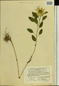 Helianthus annuus L., Eastern Europe, Moscow region (E4a) (Russia)