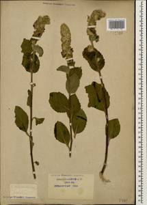 Verbascum ovalifolium Donn. Sm. ex Sims, Caucasus, Krasnodar Krai & Adygea (K1a) (Russia)