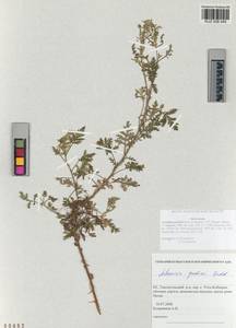 Artemisia gmelinii Weber ex Stechm., Siberia, Altai & Sayany Mountains (S2) (Russia)