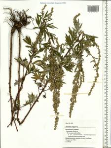 Artemisia vulgaris L., Eastern Europe, South Ukrainian region (E12) (Ukraine)