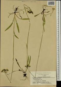 Pilosella leptophyton subsp. leptophyton, Eastern Europe, Moscow region (E4a) (Russia)