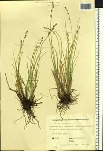 Carex canescens subsp. canescens, Siberia, Yakutia (S5) (Russia)