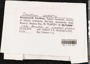 Cnestrum alpestre (Wahlenb.) Nyholm, Bryophytes, Bryophytes - Krasnoyarsk Krai, Tyva & Khakassia (B17) (Russia)
