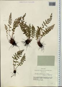 Woodsia ilvensis (L.) R. Br., Siberia, Central Siberia (S3) (Russia)