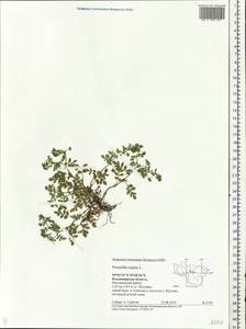 Potentilla supina L., Eastern Europe, Central region (E4) (Russia)