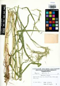 Elymus sibiricus L., Siberia, Baikal & Transbaikal region (S4) (Russia)