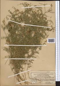Vicia kokanica Regel & Schmalh., Middle Asia, Western Tian Shan & Karatau (M3) (Kazakhstan)