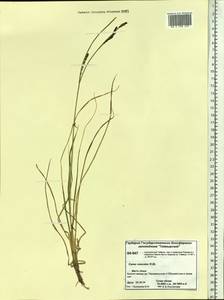 Carex aquatilis var. minor Boott, Siberia, Central Siberia (S3) (Russia)