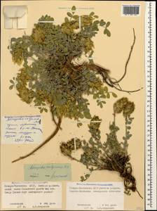 Astragalus calycinus Bieb., Caucasus, North Ossetia, Ingushetia & Chechnya (K1c) (Russia)