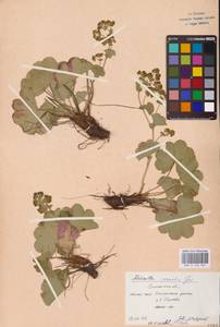 Alchemilla sarmatica Juz., Eastern Europe, Western region (E3) (Russia)