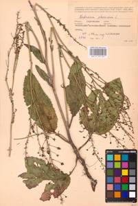 MHA 0 159 063, Verbascum phoeniceum L., Eastern Europe, South Ukrainian region (E12) (Ukraine)