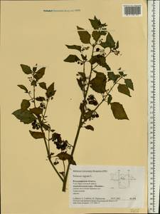 Solanum nigrum L., Eastern Europe, Central region (E4) (Russia)