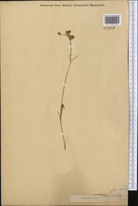 Silene graminifolia Otth, Middle Asia, Dzungarian Alatau & Tarbagatai (M5) (Kazakhstan)