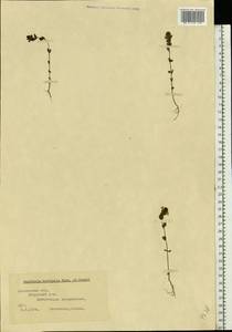 Euphrasia × vernalis List, Eastern Europe, Moscow region (E4a) (Russia)