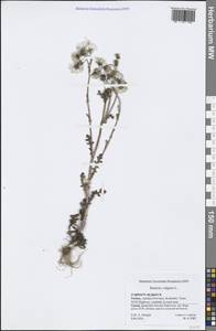 Senecio vulgaris L., South Asia, South Asia (Asia outside ex-Soviet states and Mongolia) (ASIA) (Turkey)