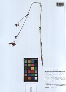 Silene flos-cuculi (L.) Greuter & Burdet, Siberia, Altai & Sayany Mountains (S2) (Russia)