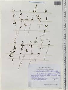 Moehringia lateriflora (L.) Fenzl, Siberia, Altai & Sayany Mountains (S2) (Russia)