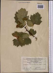 Crataegus chlorocarpa Lenné & K. Koch, Middle Asia, Western Tian Shan & Karatau (M3) (Kyrgyzstan)