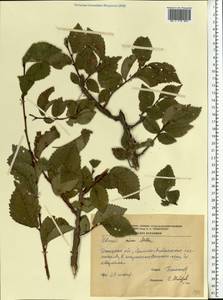 Ulmus minor Mill., Eastern Europe, South Ukrainian region (E12) (Ukraine)