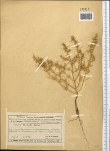 Salsola paulsenii Litv., Middle Asia, Muyunkumy, Balkhash & Betpak-Dala (M9) (Kazakhstan)